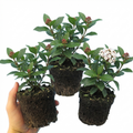 Viburnum ‘Tinus’ — Evergreen Shrub, Bee-Friendly, 1L Pot (Set of 3 or 6)