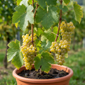 Grape ‘Vine Vitis Exalta White’ — Hardy Deciduous Climbing Vine, 3L Pot