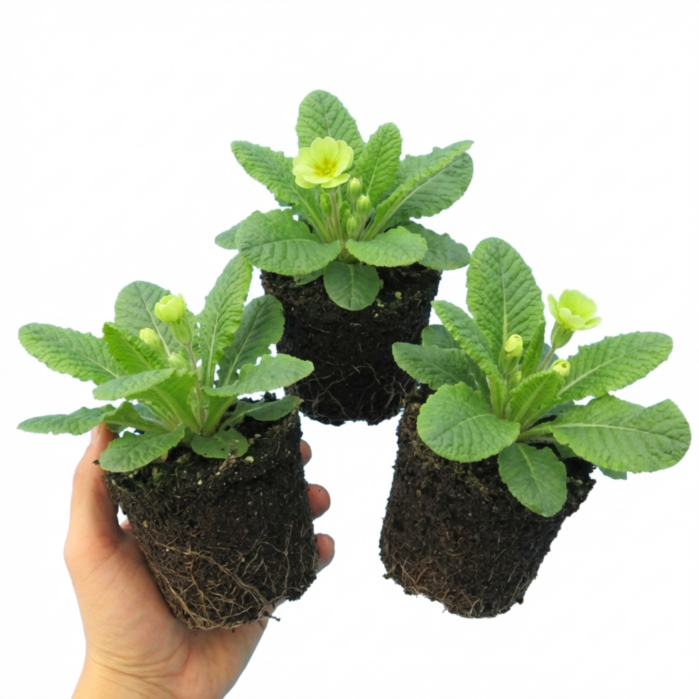 Primula ‘Little Queen Lime’ — Hardy Herbaceous Perennial, Bee-Friendly, 1L Pot (Set of 3 or 6)