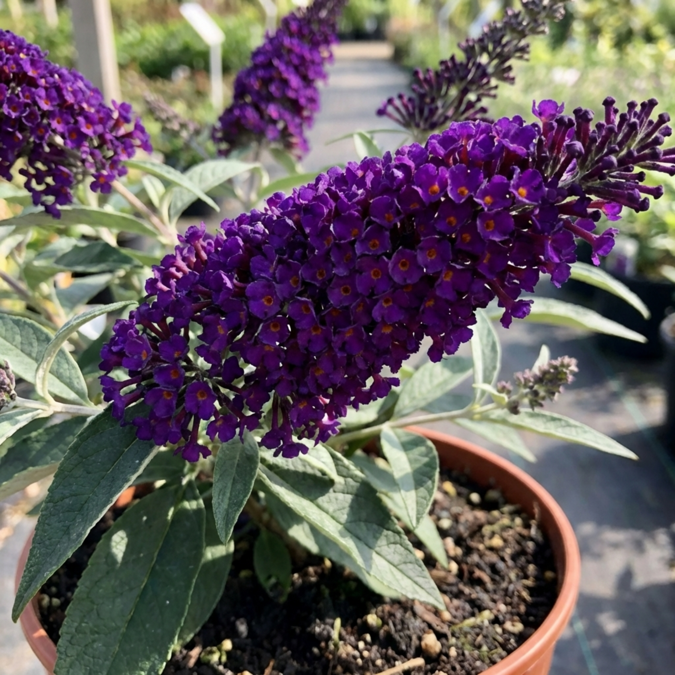 Buddleia ‘Black Knight’ — Deciduous Shrub, Bee-Friendly, 2L Pot
