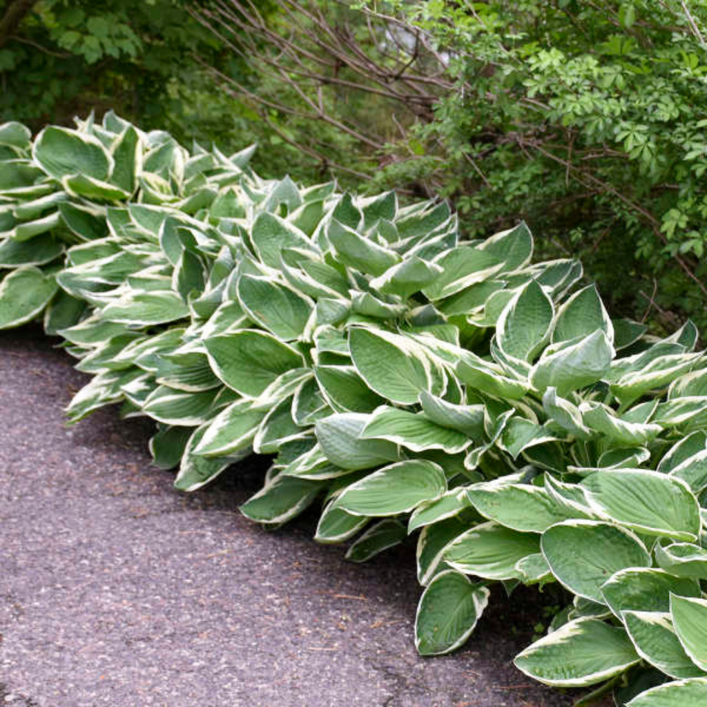 Hosta ‘Francee’ — Hardy Herbaceous Perennial, Bee-Friendly, 1L Pot (Set of 3 or 6)