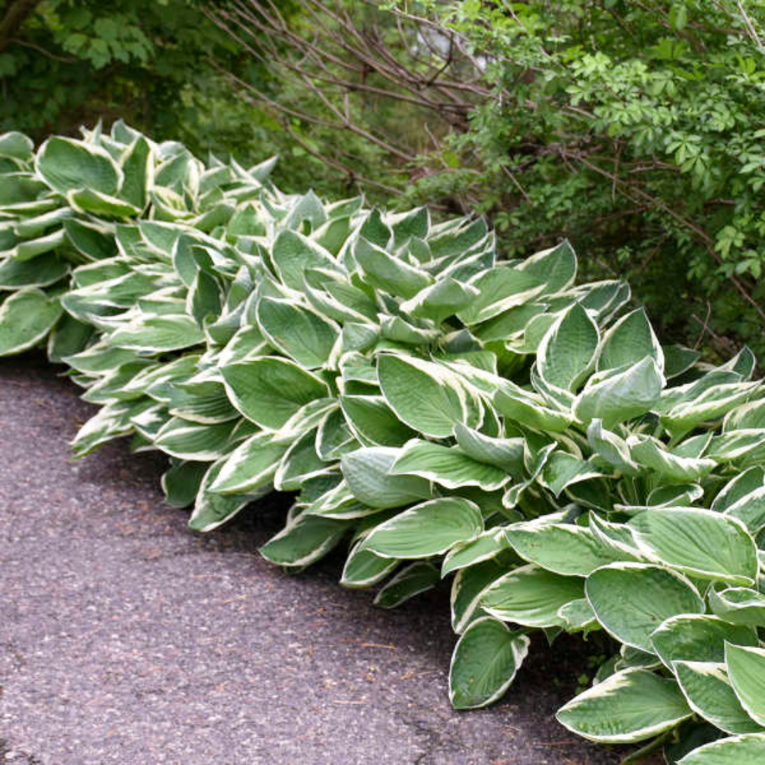Hosta ‘Francee’ — Hardy Herbaceous Perennial, Bee-Friendly, 1L Pot (Set of 3 or 6)