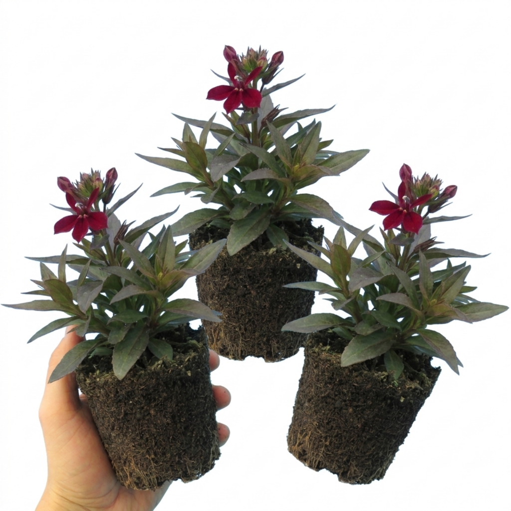 Lobelia ‘Starship Burgundy’ — Hardy Herbaceous Perennial, Bee-Friendly, 1L Pot (Set of 3 or 6)