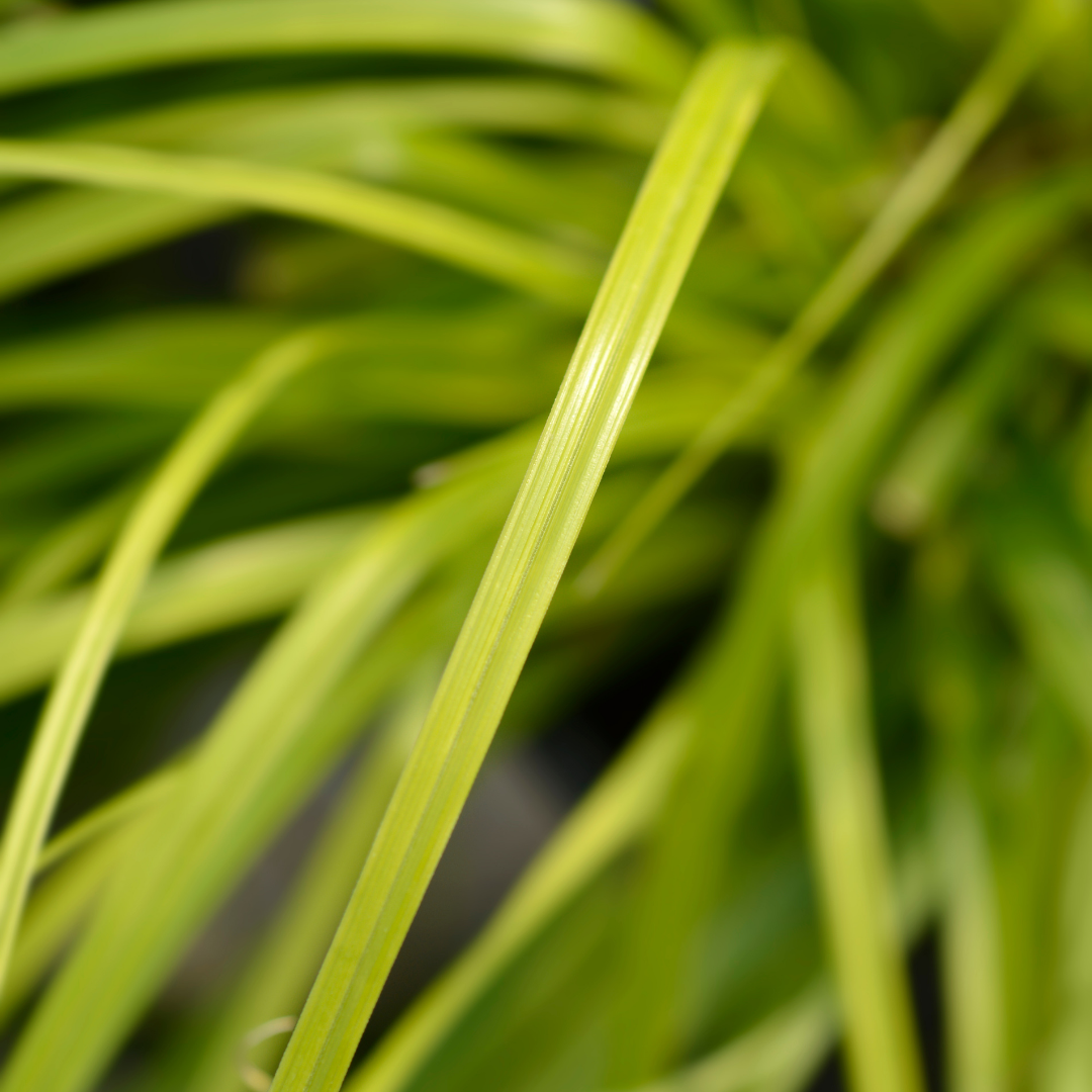 Carex ‘Everillo’ — Hardy Perennial, Bee-Friendly, 2L Pot