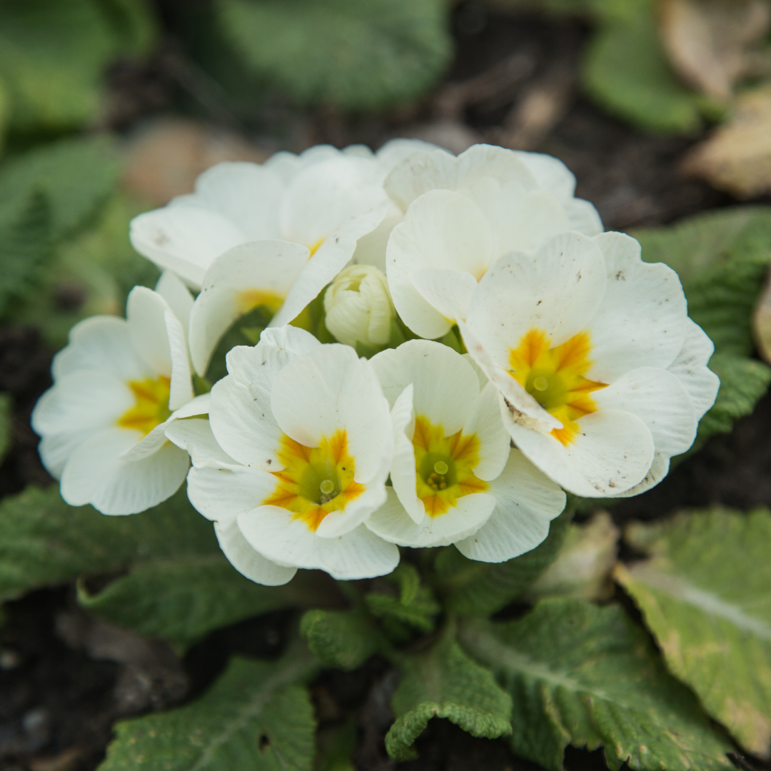 Primrose ‘White’ — Hardy Perennial, Bee-Friendly, 10.5cm Pot
