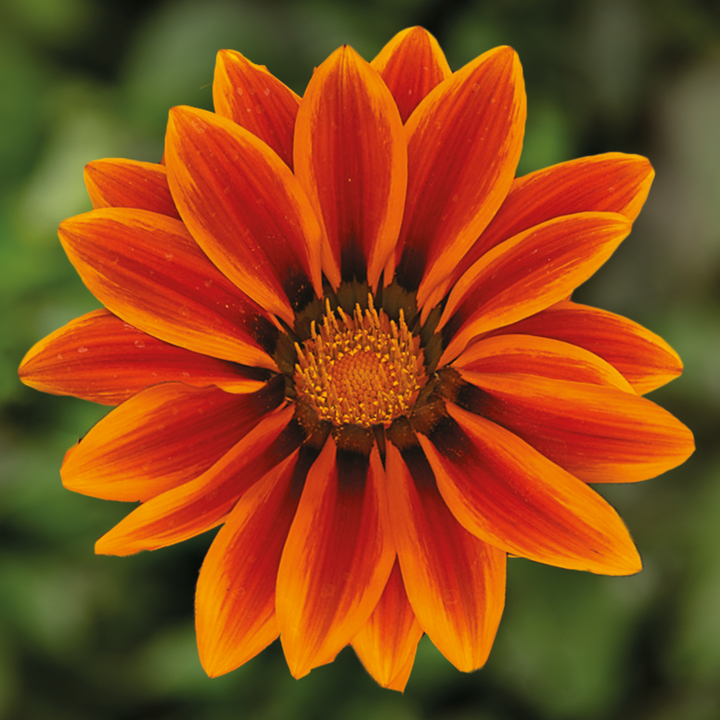 Gazania ‘Kiss Orange Flame’ — Hardy Perennial, 1L Pot (Set of 3 or 6)