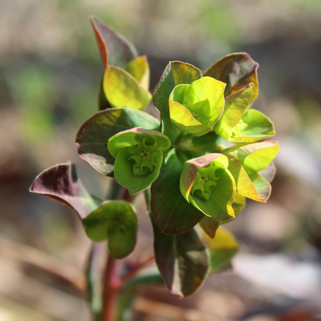 Euphorbia ‘Purpurea’ — Hardy Perennial, 2L Pot