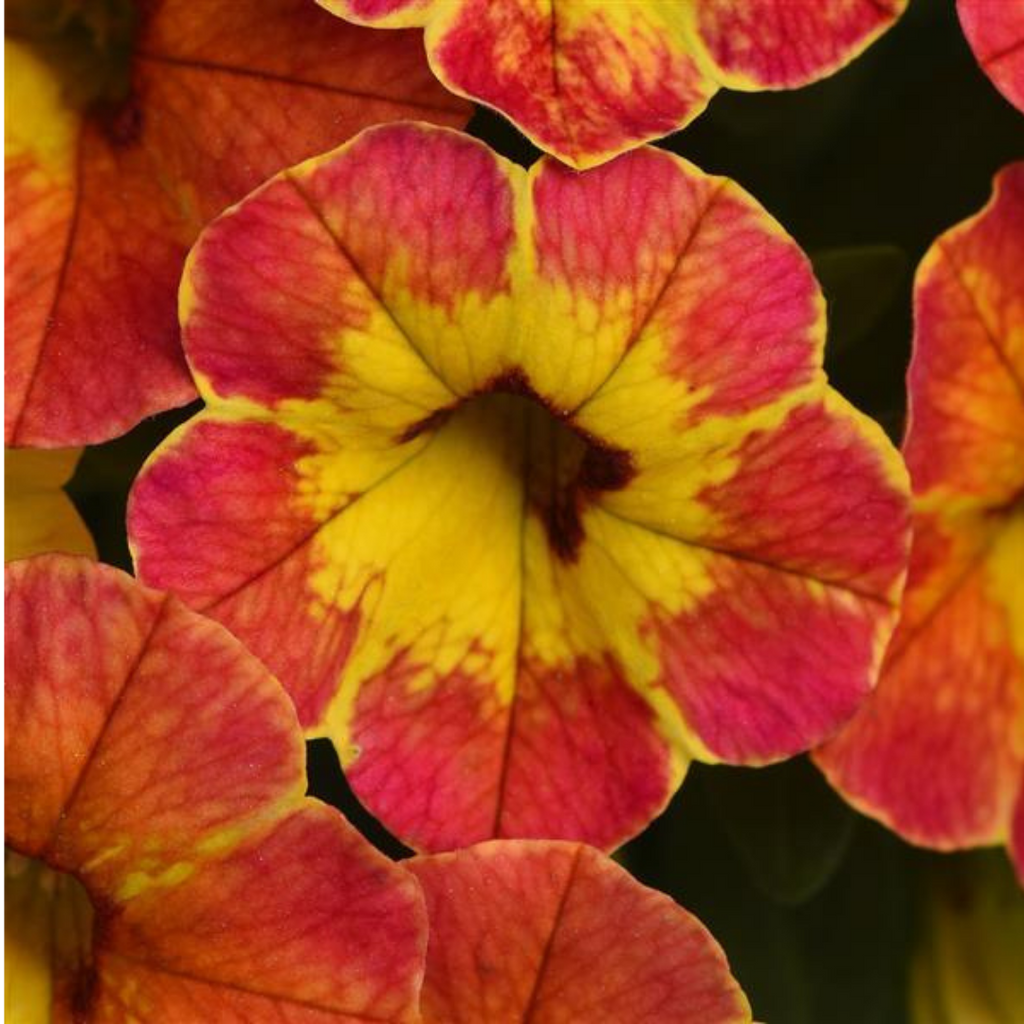 Calibrachoa ‘Cabaret Orange’ — Half-Hardy Trailing Annual, Bee-Friendly, 10.5cm Pot (Set of 3 or 6)