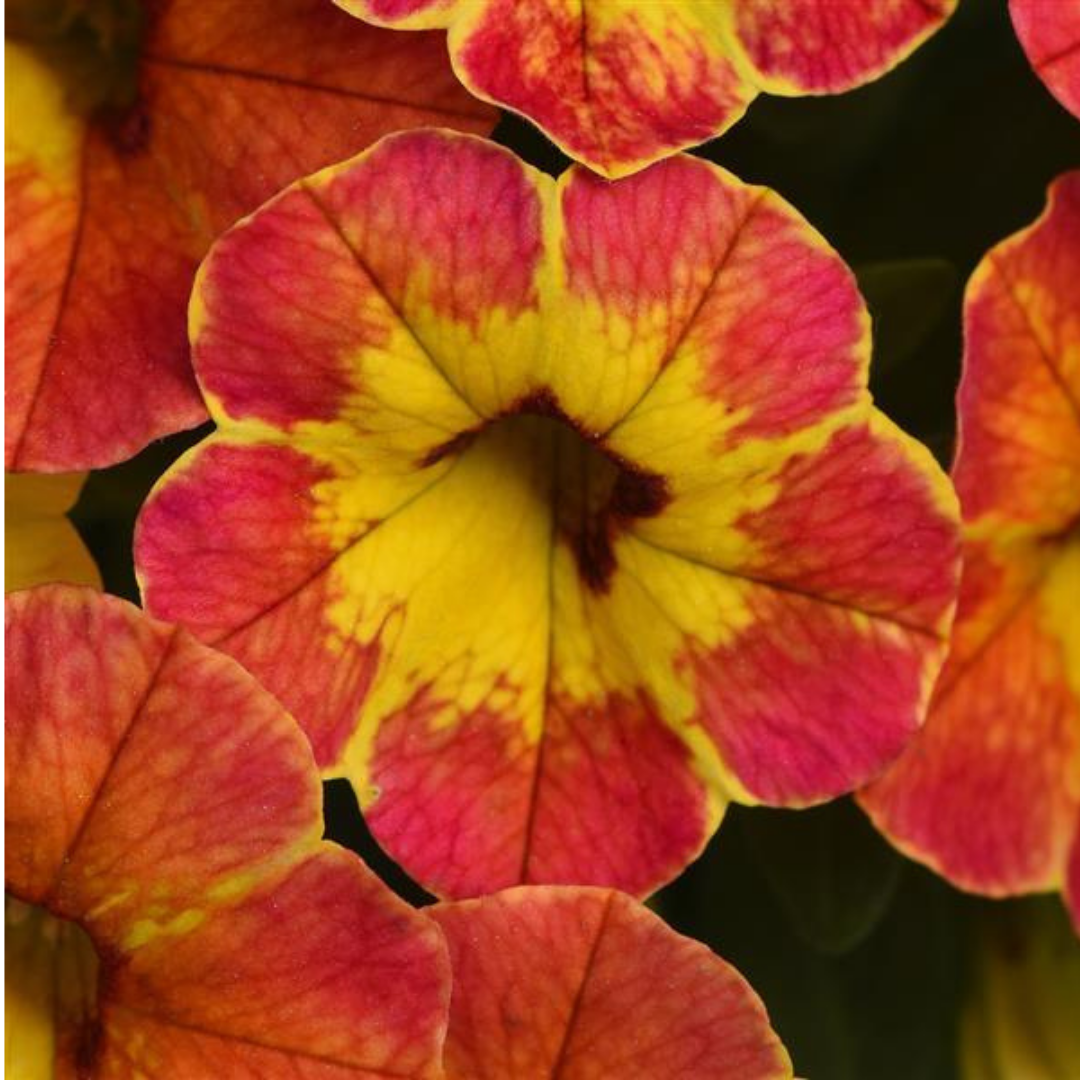 Calibrachoa ‘Cabaret Orange’ — Half-Hardy Trailing Annual, Bee-Friendly, 10.5cm Pot (Set of 3 or 6)