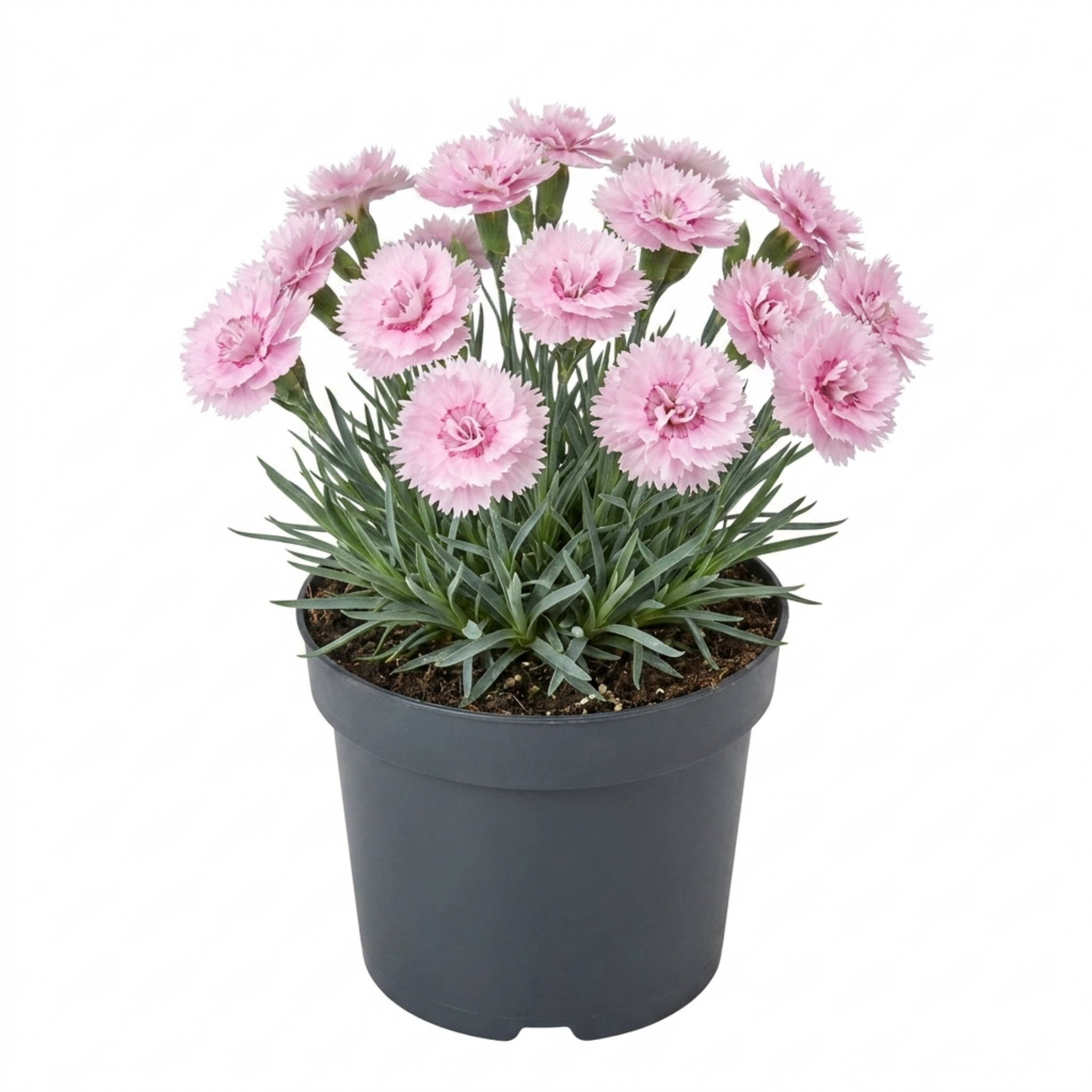 Dianthus ‘Candy Floss’ — Hardy Perennial, Bee-Friendly, 17cm Pot