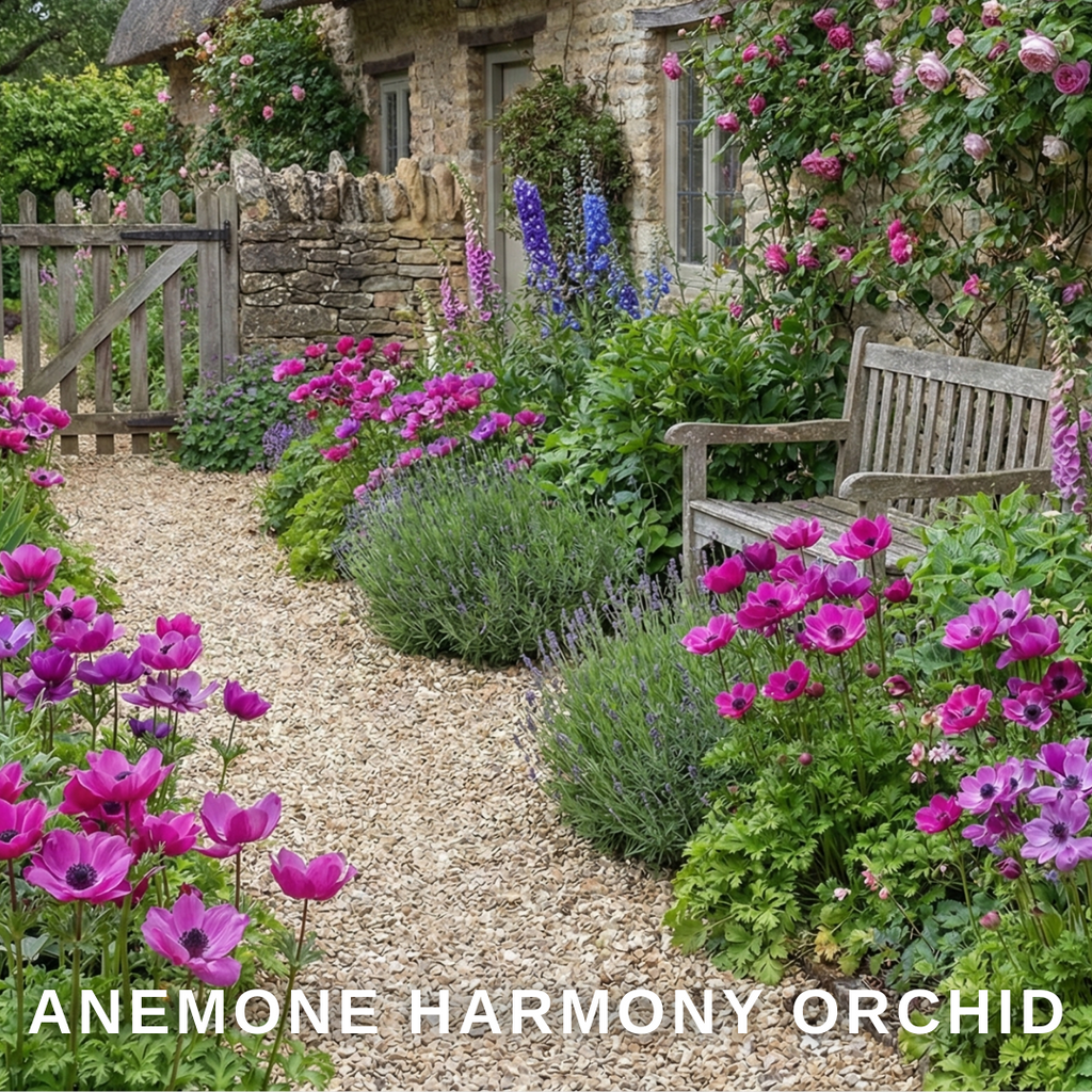 Anemone 'Harmony Orchid' — Hardy Perennial, 1L Pot (Set of 3 or 6)