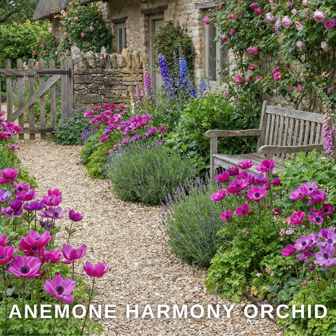 Anemone 'Harmony Orchid' — Hardy Perennial, 1L Pot (Set of 3 or 6)