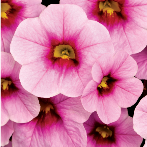 Calibrachoa ‘Cabaret Light Pink Eye’ — Half-Hardy Trailing Annual, Bee-Friendly, 10.5cm Pot (Set of 3 or 6)