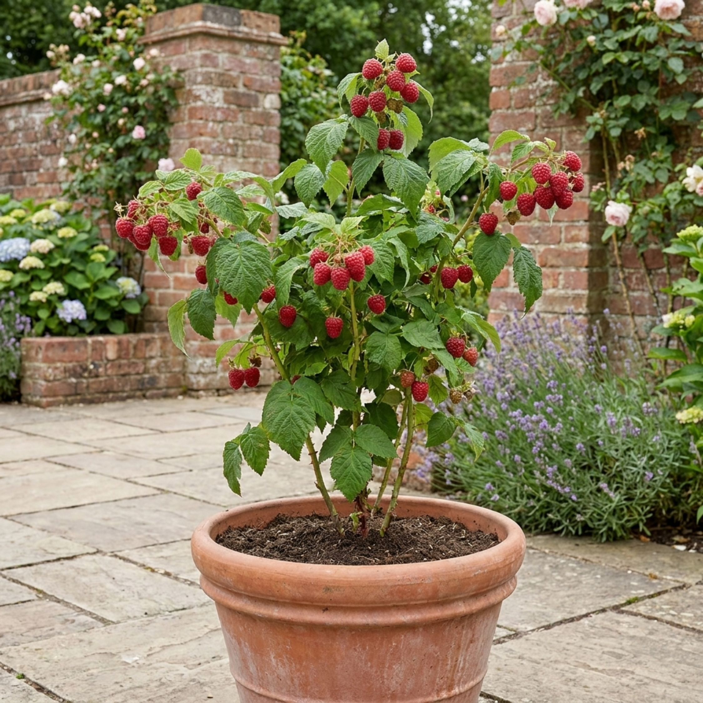 Raspberry ‘Glem Ample’ — Hardy Deciduous Perennial Fruiting Cane, Bee-Friendly, 17cm Pot