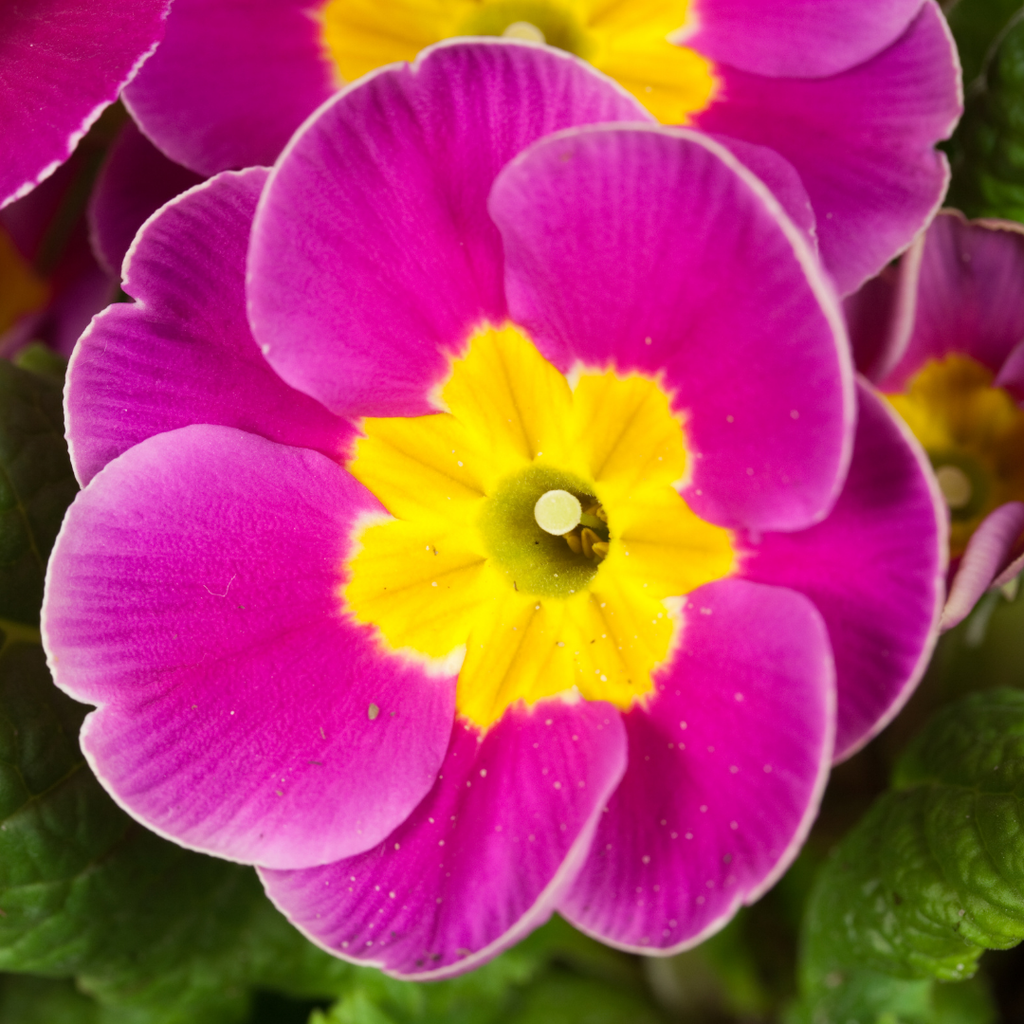 Primrose ‘Purple’ — Hardy Perennial, Bee-Friendly, 10.5cm Pot