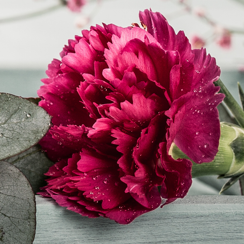 Carnation ‘Oscar’ — Hardy Perennial, Bee-Friendly, 10.5cm Pot