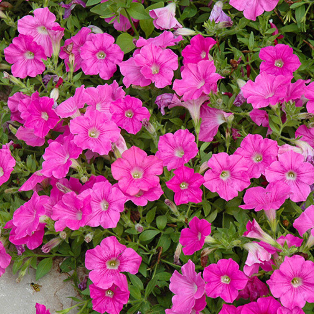 Petunia 'Easy Wave Pink' — Half-Hardy Annual, 10.5cm Pot (Set of 3 or 6)
