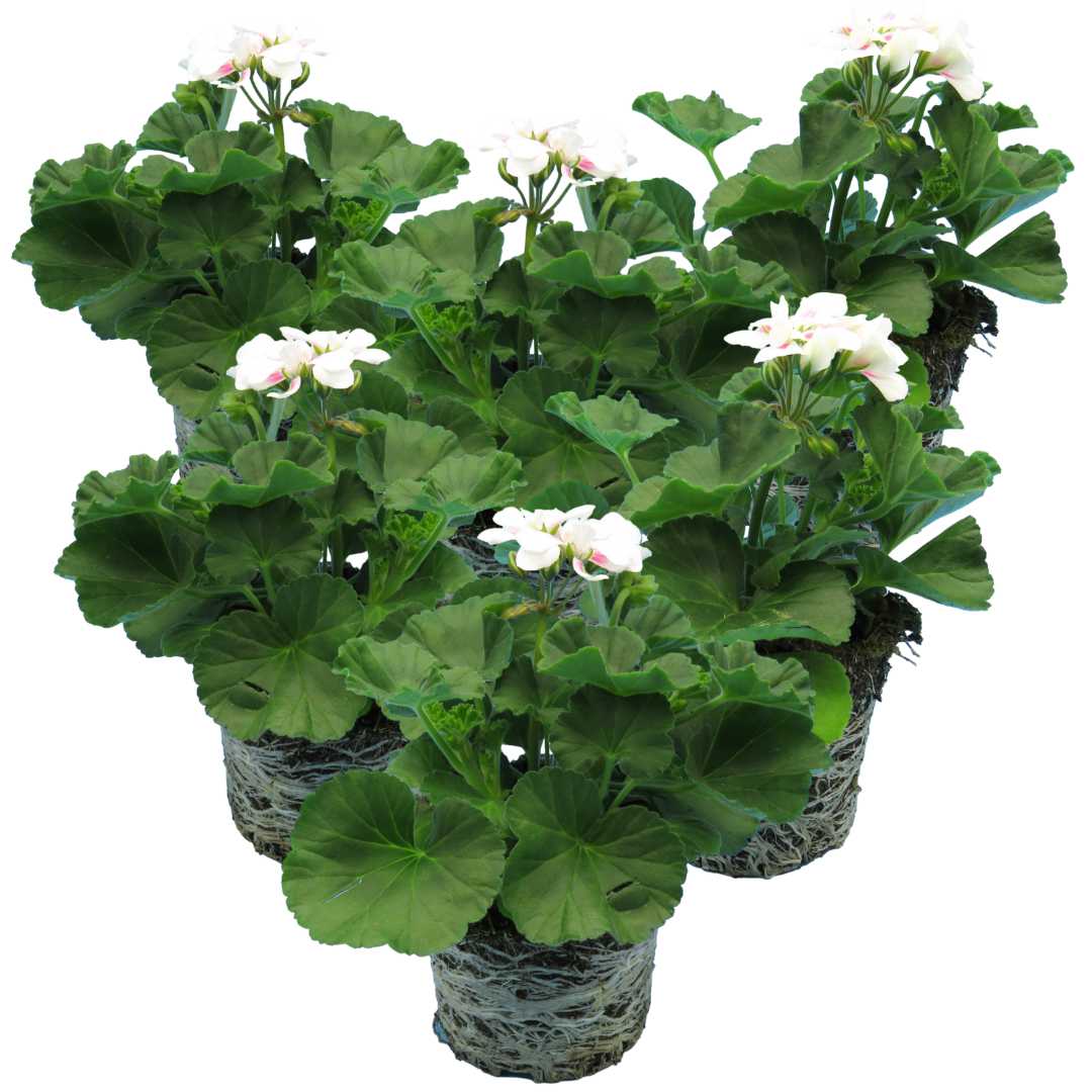 Pelargonium ‘Stella’ — Tender Perennial (grown as bedding), Bee-Friendly, 1L Pot (Set of 3 or 6)