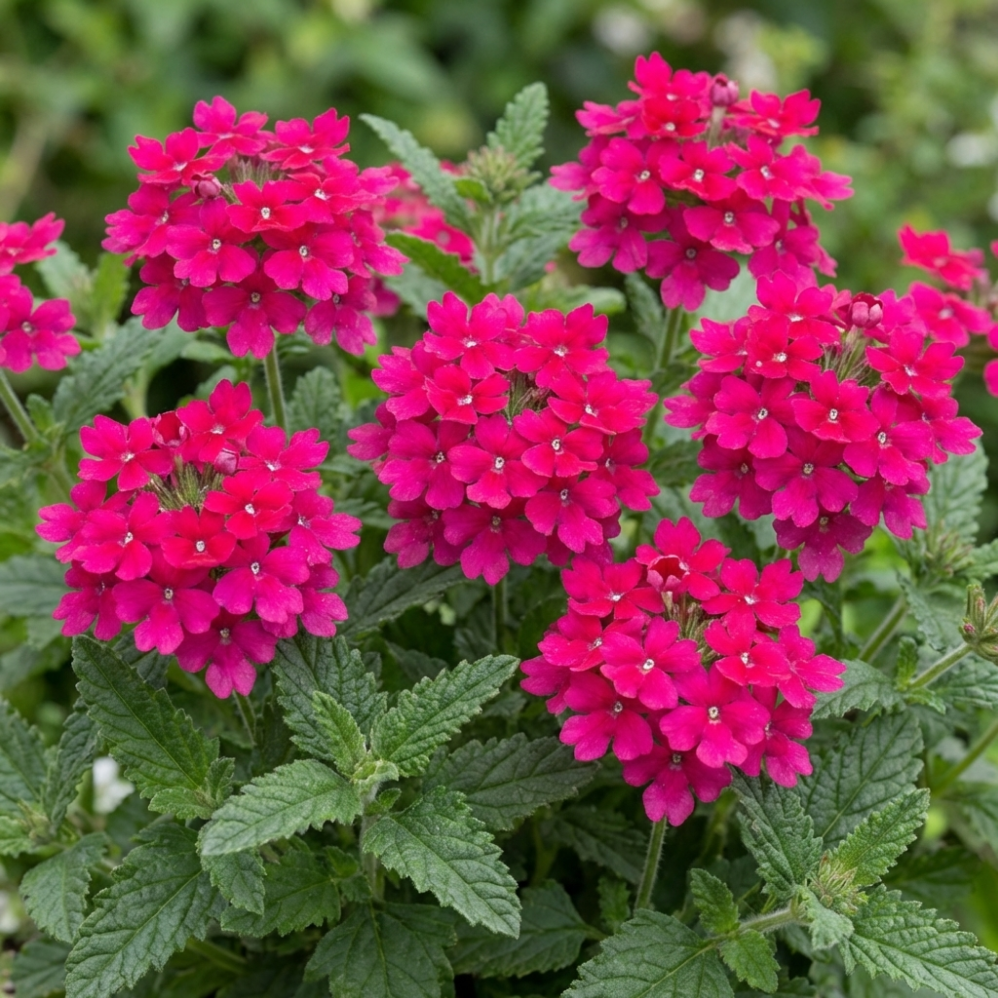 Verbena ‘Magelana Hot Rose’ — Half-hardy Annual (grown As Seasonal Bedding), Bee-Friendly, 10.5cm Pot (Set of 3 or 6)