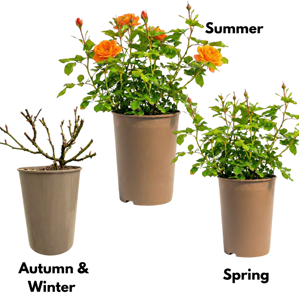 Rose 'Orange Bush' — Deciduous Shrub, Bee-Friendly, 3L Pot