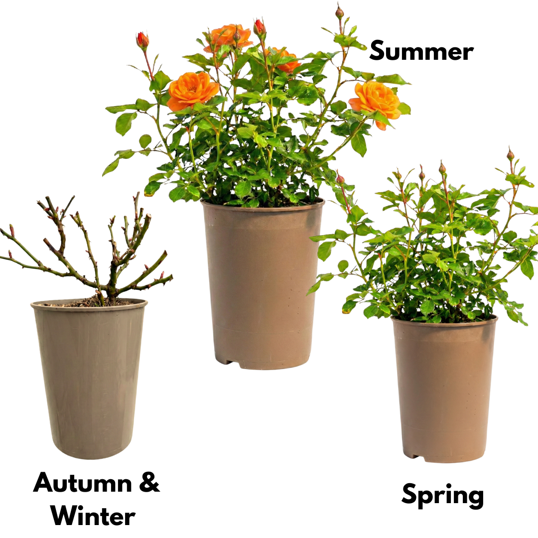 Rose 'Orange Bush' — Deciduous Shrub, Bee-Friendly, 3L Pot