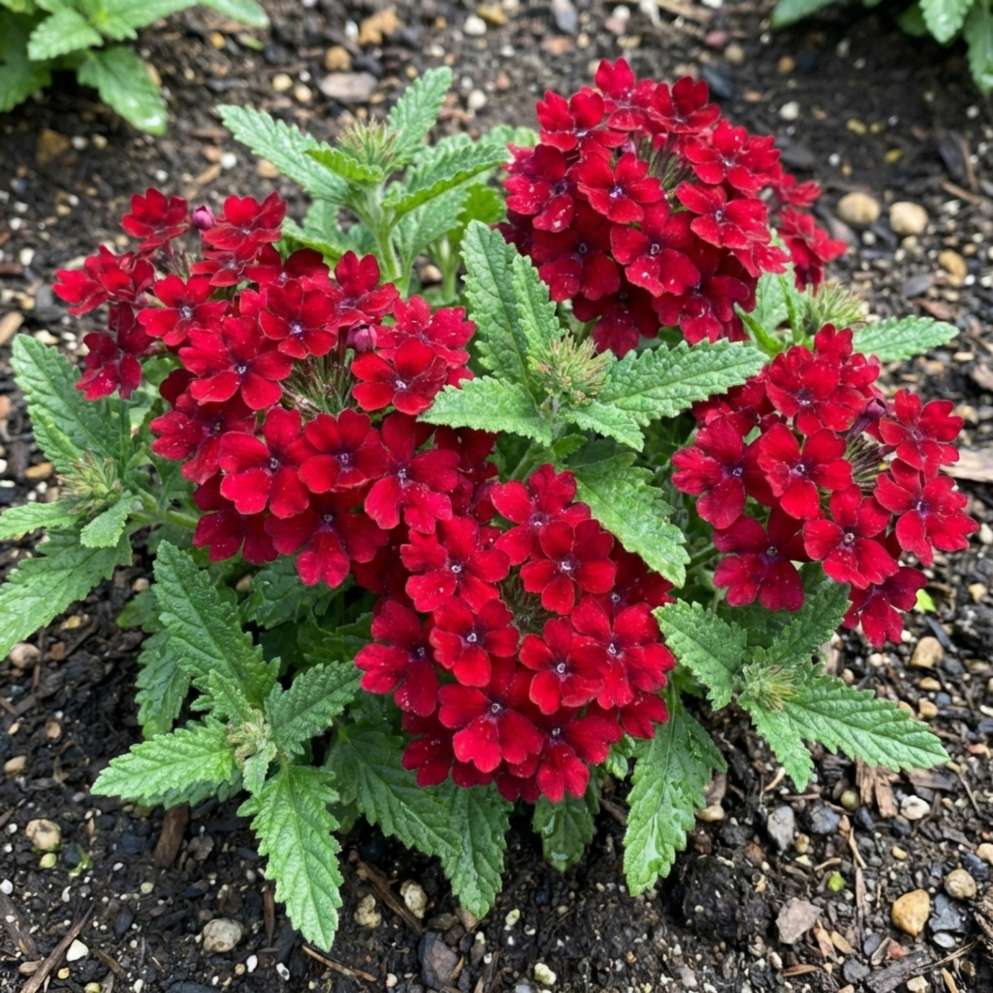 Verbena ‘Lanai Compact Deep Red’ — Half-hardy Annual, Bee-Friendly, 10.5cm Pot (Set of 3 or 6)