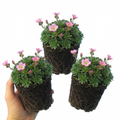 Saxifrage ‘Marto Rose’ — Hardy Evergreen Alpine Perennial, Bee-Friendly, 1L Pot (Set of 3 or 6)