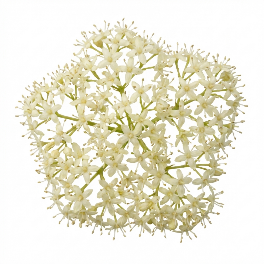 Cornus ‘Alba Sibirica Red Stemmed Dogwood’ — Deciduous Shrub, Bee-Friendly, 3L Pot