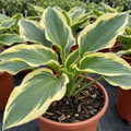 Hosta ‘Atlantis’ — Herbaceous Perennial, Bee-Friendly, 17cm Pot