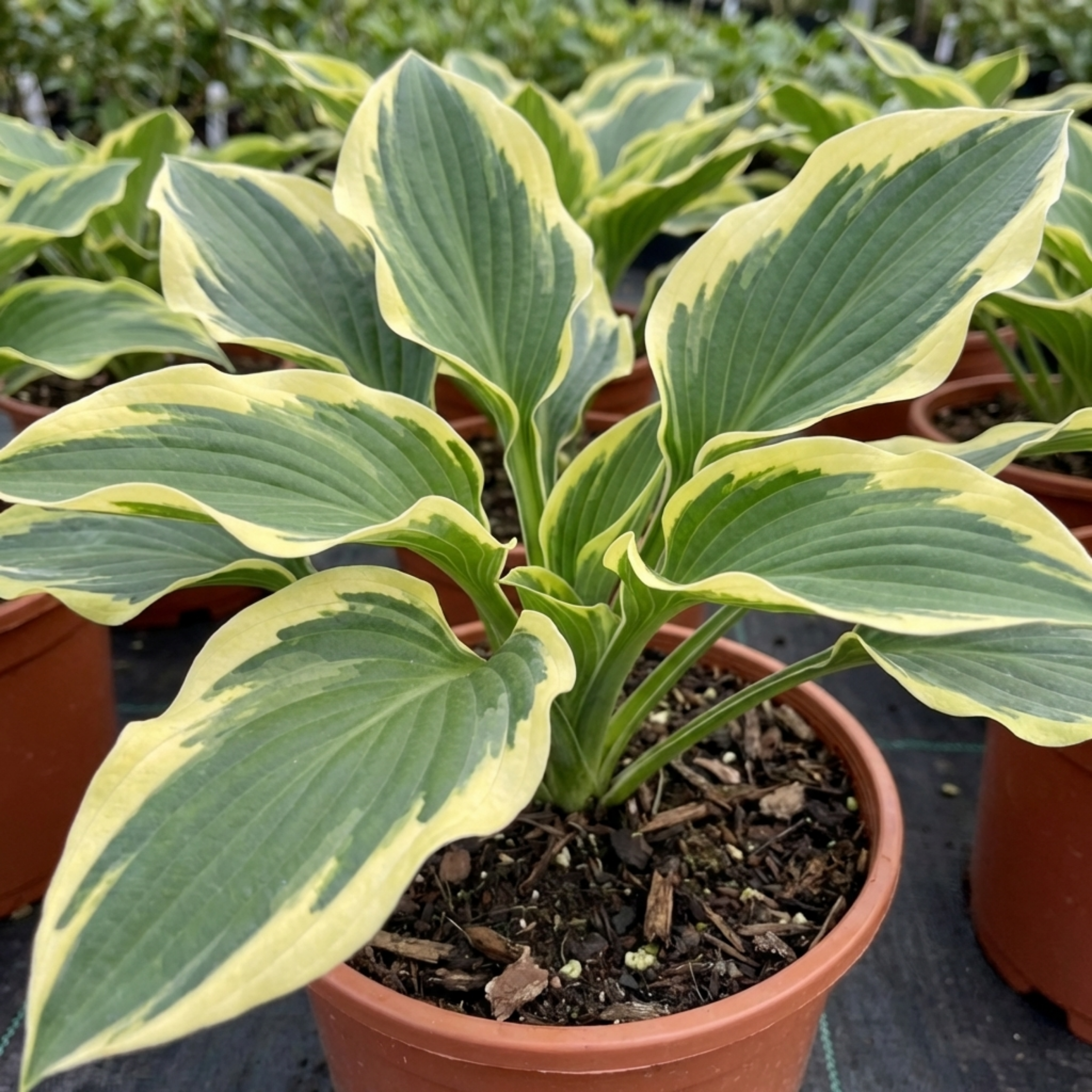 Hosta ‘Atlantis’ — Herbaceous Perennial, Bee-Friendly, 17cm Pot
