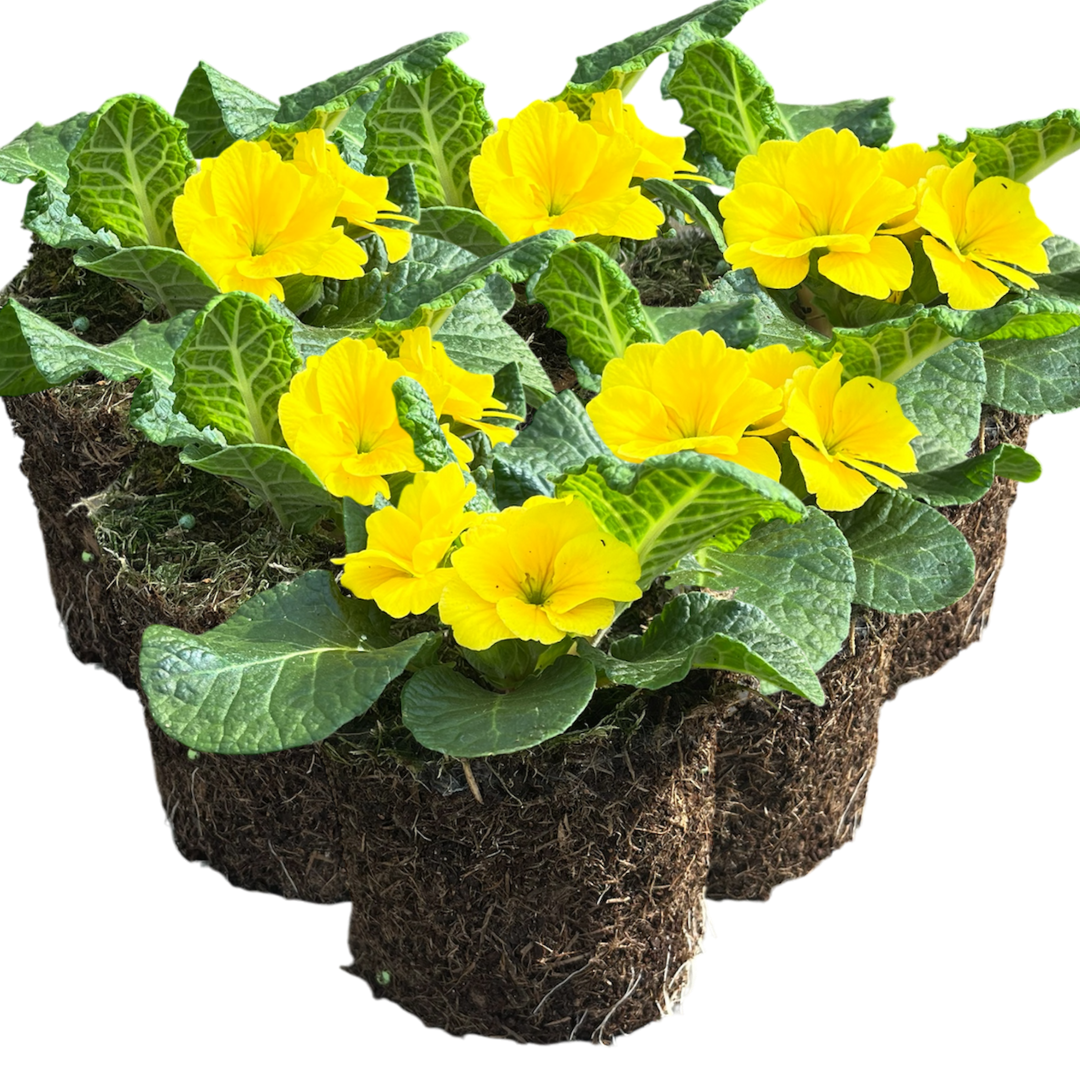 Primrose ‘Yellow’ — Hardy Perennial, Bee-Friendly, 10.5cm Pot