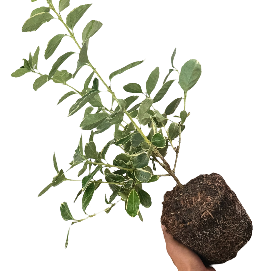Euonymus ‘Albomarginatus’ — Hardy Shrub, 2L Pot