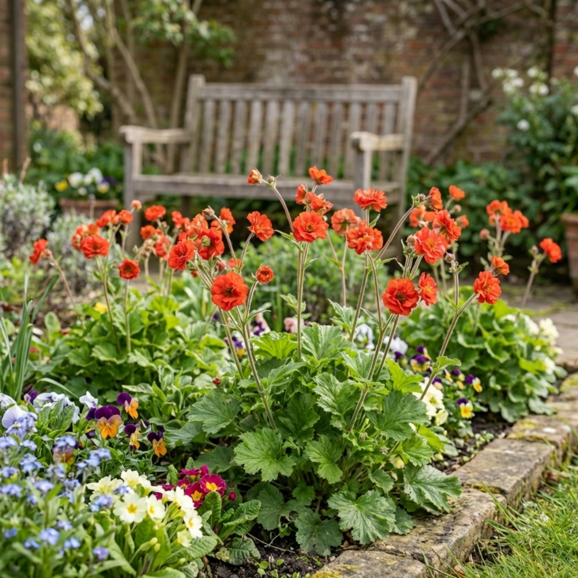 Geum ‘Mrs Bradshaw’ — Hardy Perennial, Bee-Friendly, 1L Pot (Set of 3 or 6)