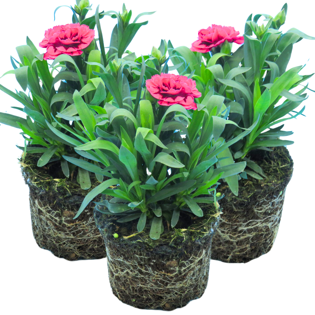 Dianthus ‘Oscar Purple Wings’ — Hardy Perennial, 10.5cm Pot (Set of 3 or 6)