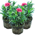 Dianthus ‘Oscar Purple Wings’ — Hardy Perennial, 10.5cm Pot (Set of 3 or 6)