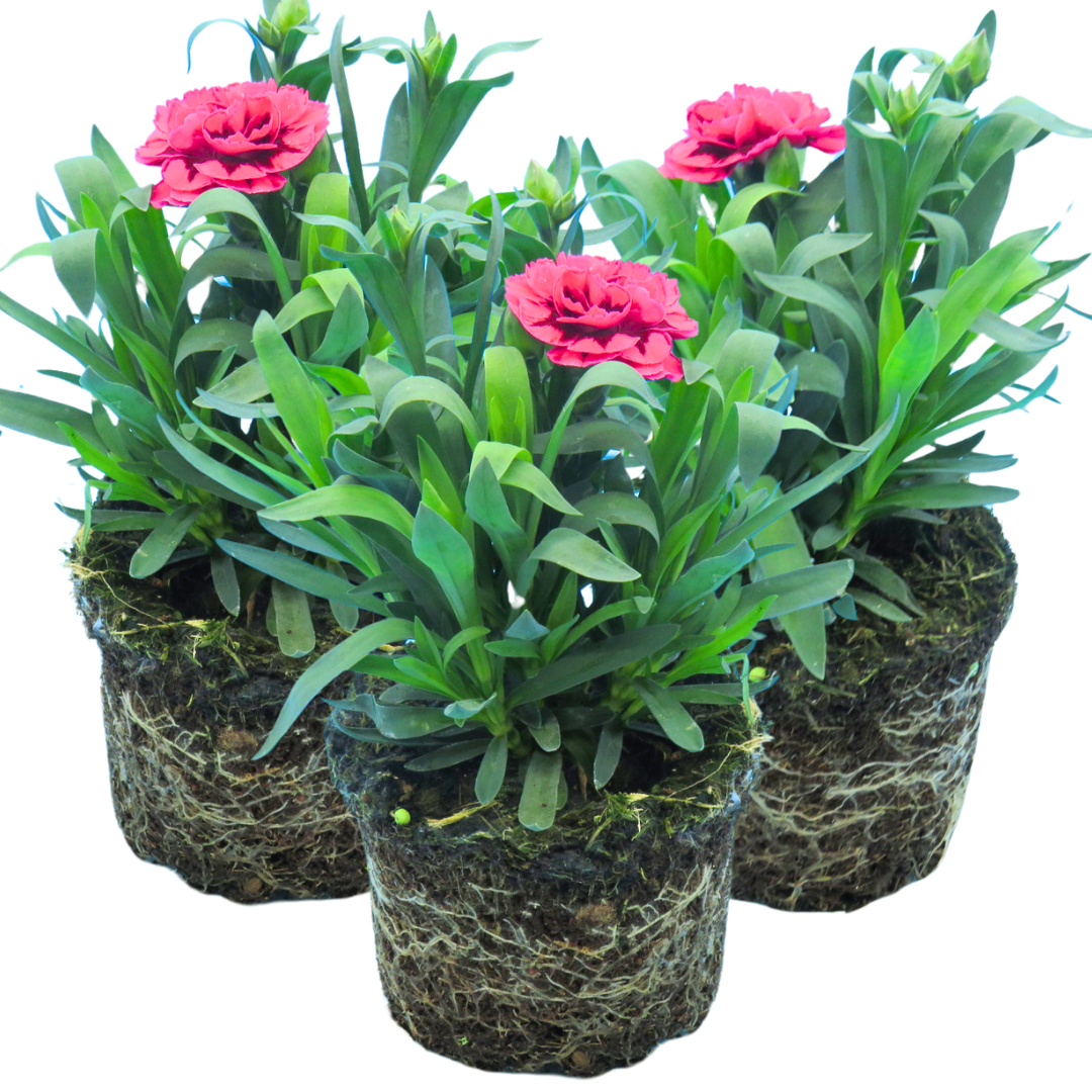 Dianthus ‘Oscar Purple Wings’ — Hardy Perennial, 10.5cm Pot (Set of 3 or 6)