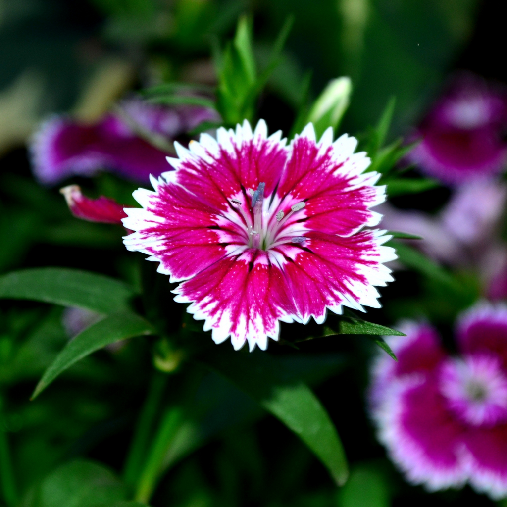Dianthus ‘Festival Violet Picotee’ — Hardy Short-Lived Perennial (often grown as biennial), Bee-Friendly, 10.5cm Pot (Set of 3 or 6)