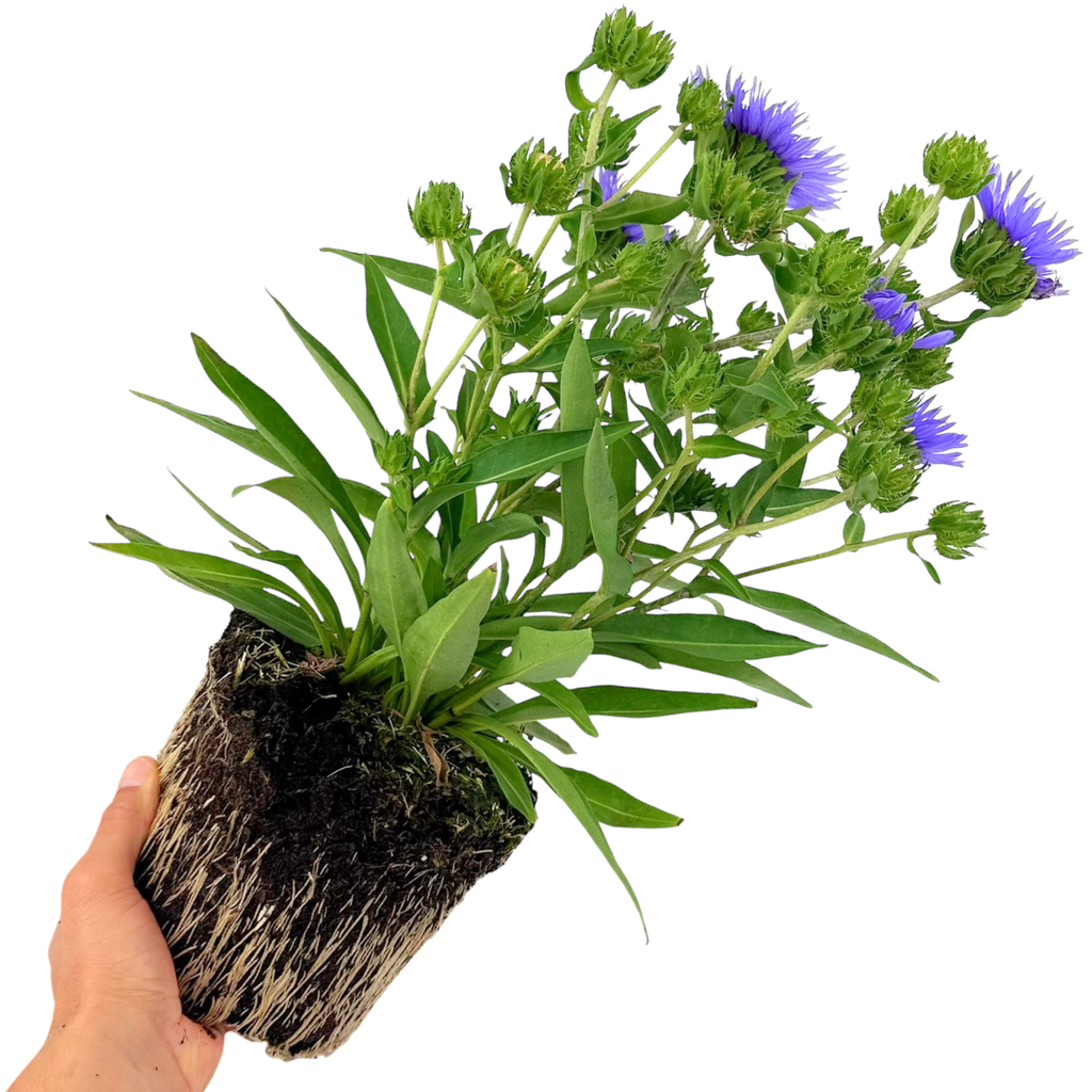Stokesia ‘Mel's Blue’ — Hardy Perennial, 3L Pot