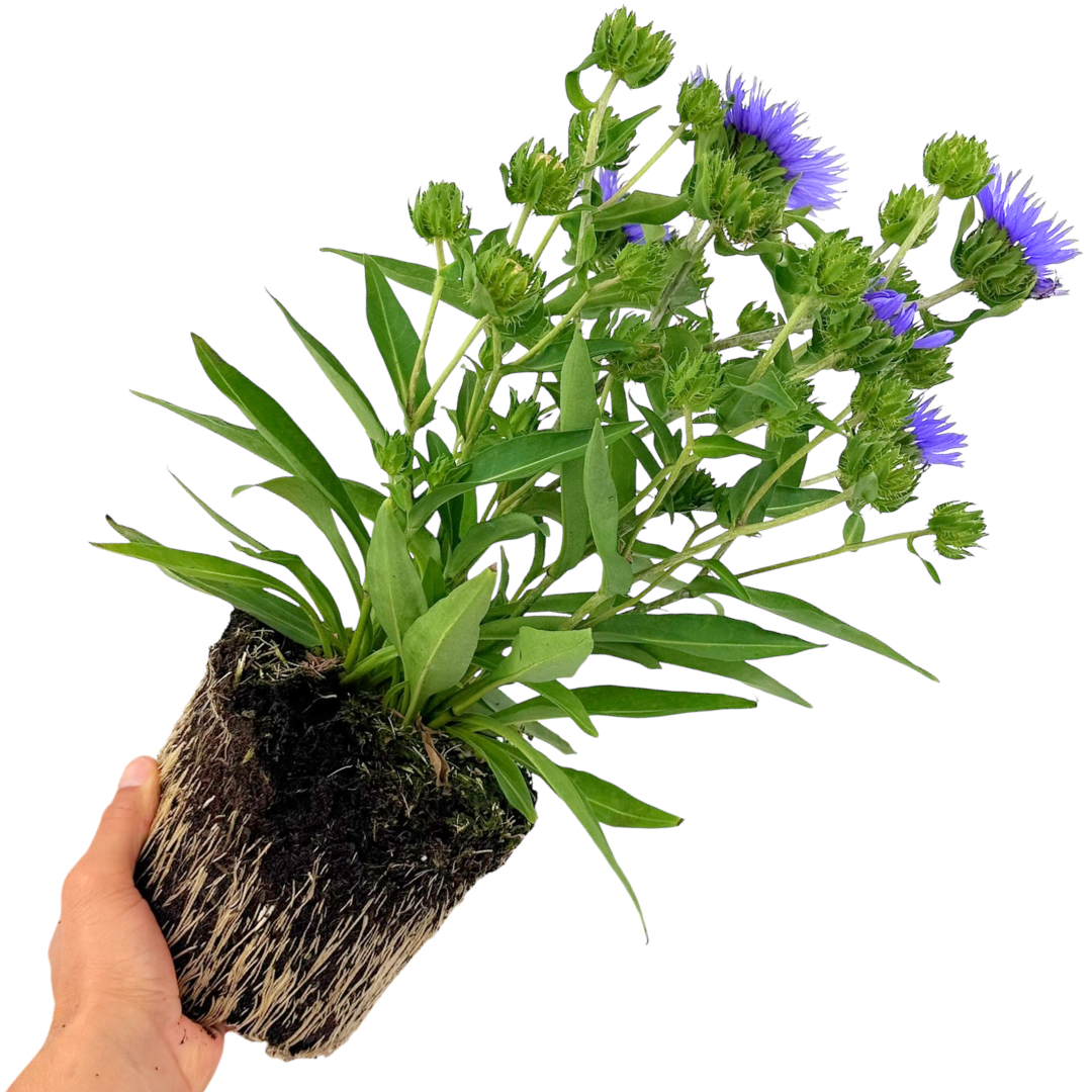 Stokesia ‘Mel's Blue’ — Hardy Perennial, 3L Pot