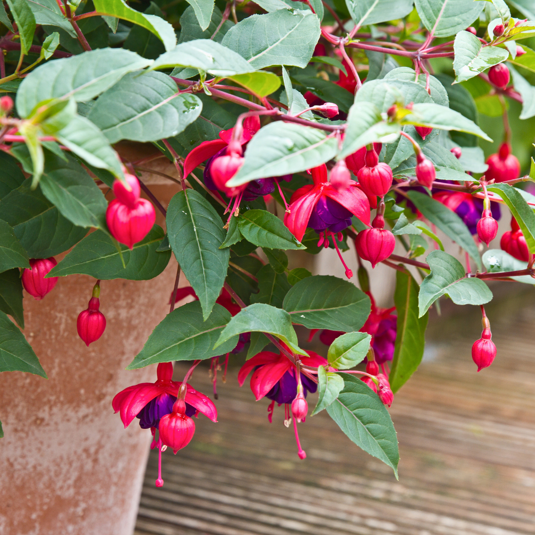Fuchsia ‘Dollar Princess’ — Hardy Perennial, 2L Pot