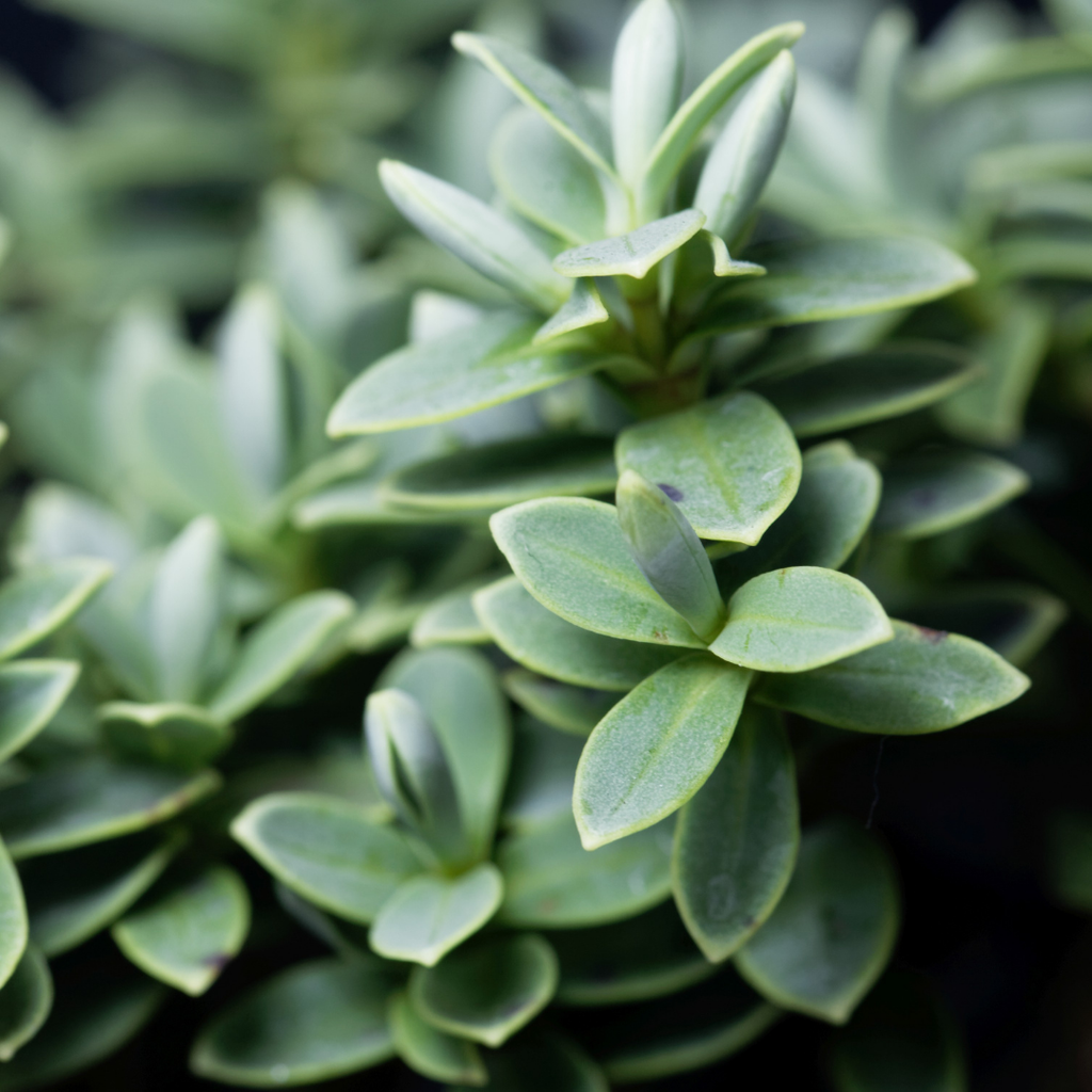 Hebe ‘Little Leaves Grey’ — Hardy Shrub, 2L Pot