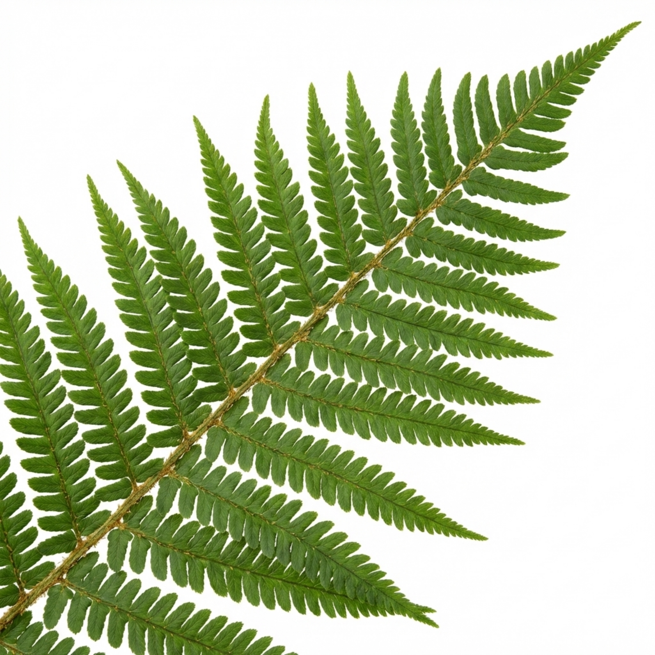 Dryopteris affinis 'Montana' — Male Fern, Hardy Semi-Evergreen, 1L Pot (Set of 3 or 6)
