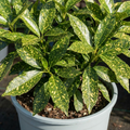 Aucuba japonica 'Crotonifolia' — Gold Dust Spotted Laurel, Hardy Evergreen Shrub, 7.5L Pot