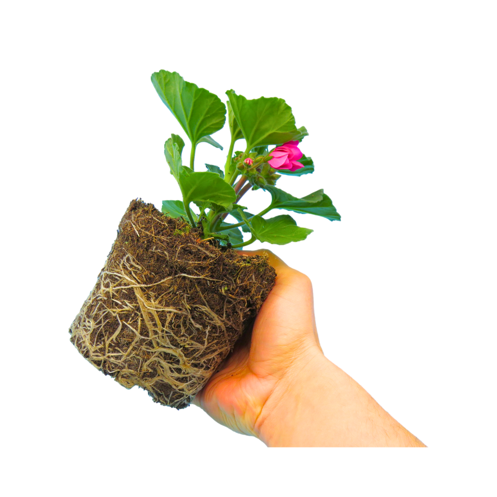 Pelargonium ‘Klass’ — Tender Perennial (grown as bedding), Bee-Friendly, 1L Pot (Set of 3 or 6)