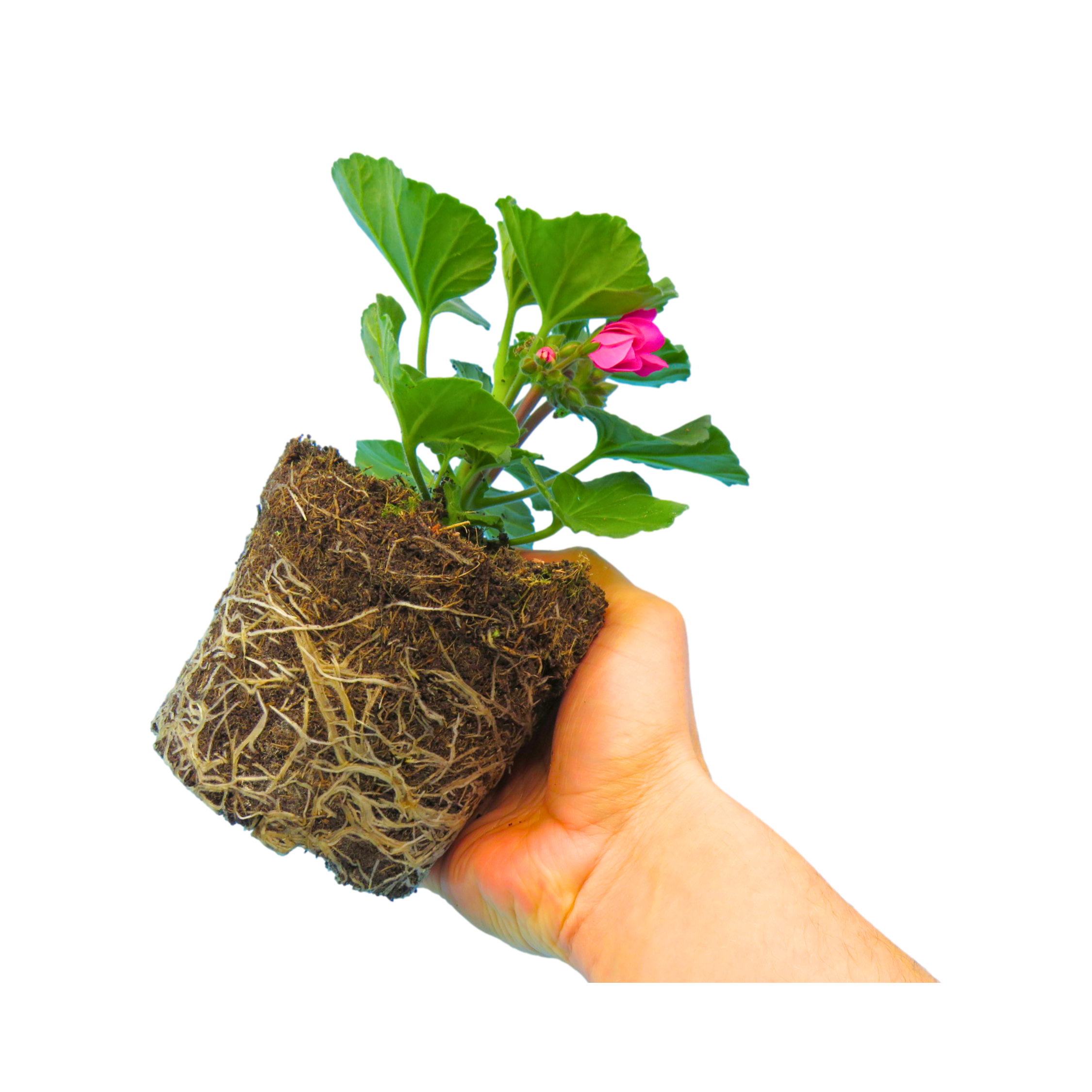Pelargonium ‘Klass’ — Tender Perennial (grown as bedding), Bee-Friendly, 1L Pot (Set of 3 or 6)