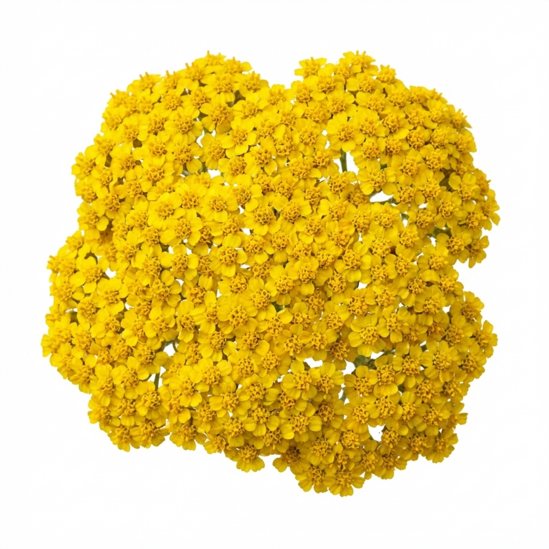 Achillea ‘Cloth of Gold’ — Hardy Herbaceous Perennial, Bee-Friendly, 1L Pot (Set of 3 or 6)