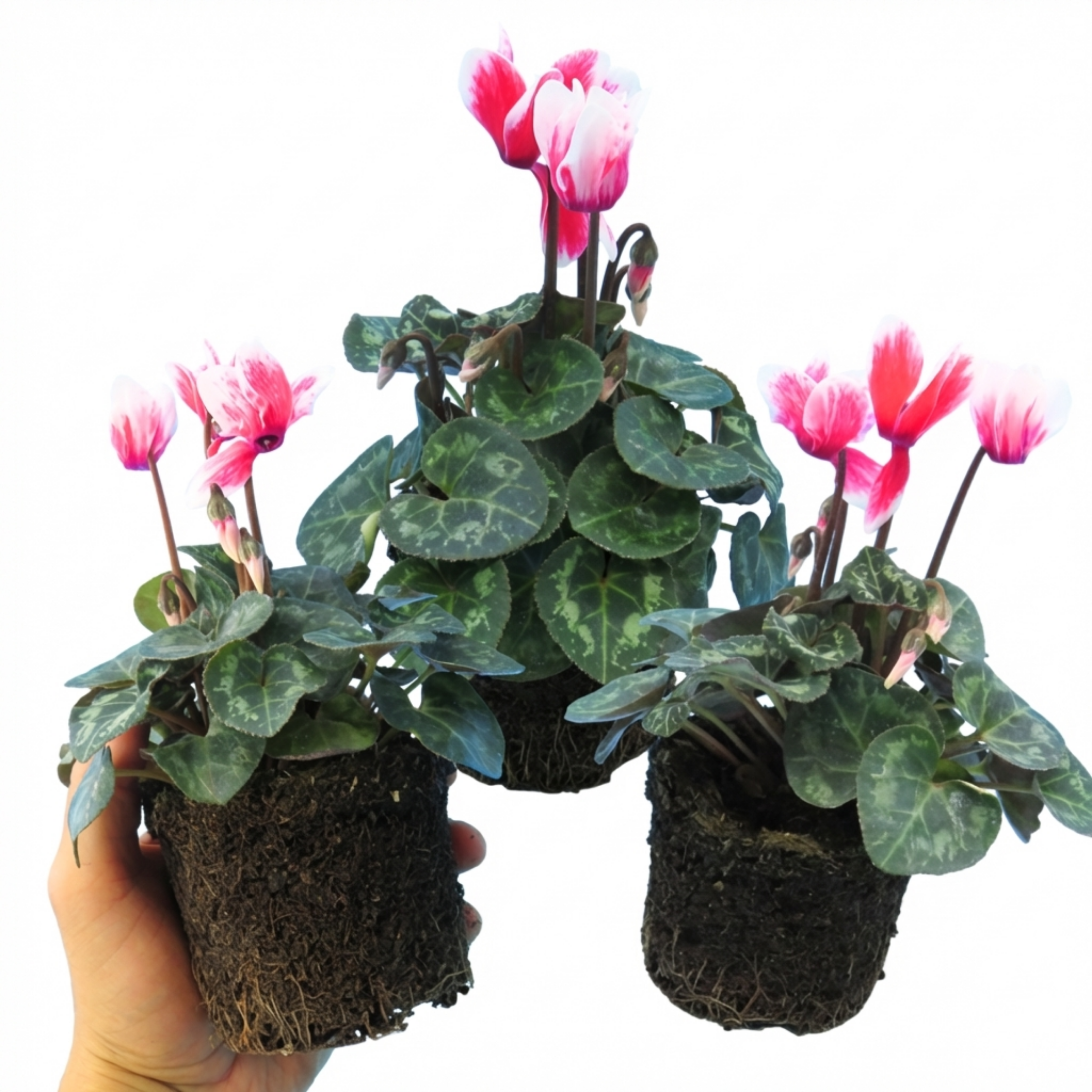 Calceolaria ‘Pink Bicolour’ — Hardy Perennial, 1L Pot (Set of 3 or 6)