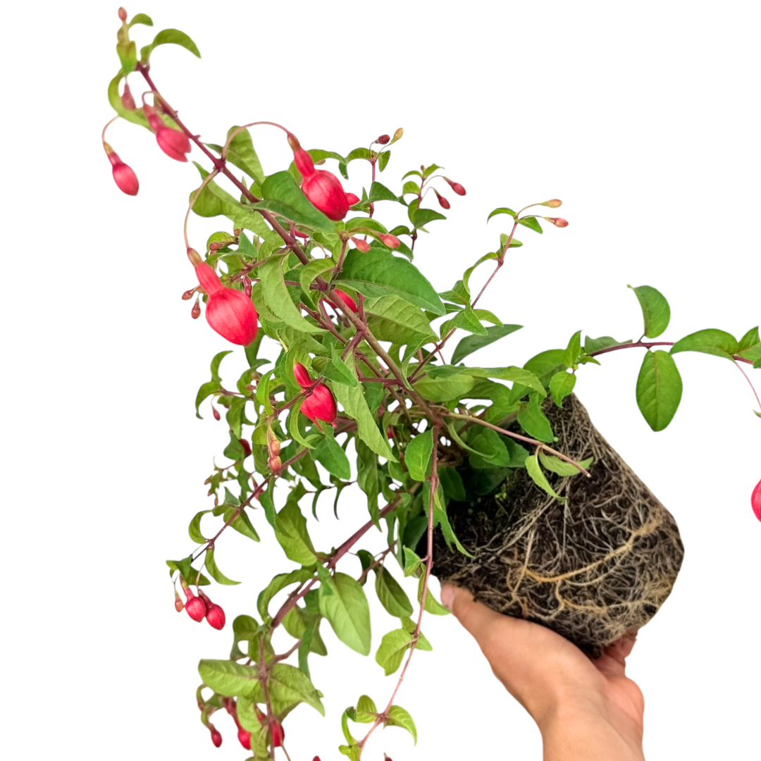 Fuchsia ‘Snowcap’ — Hardy Perennial, 2L Pot