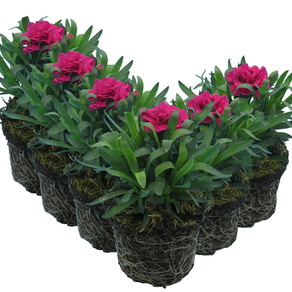Carnation ‘Oscar’ — Hardy Perennial, Bee-Friendly, 10.5cm Pot