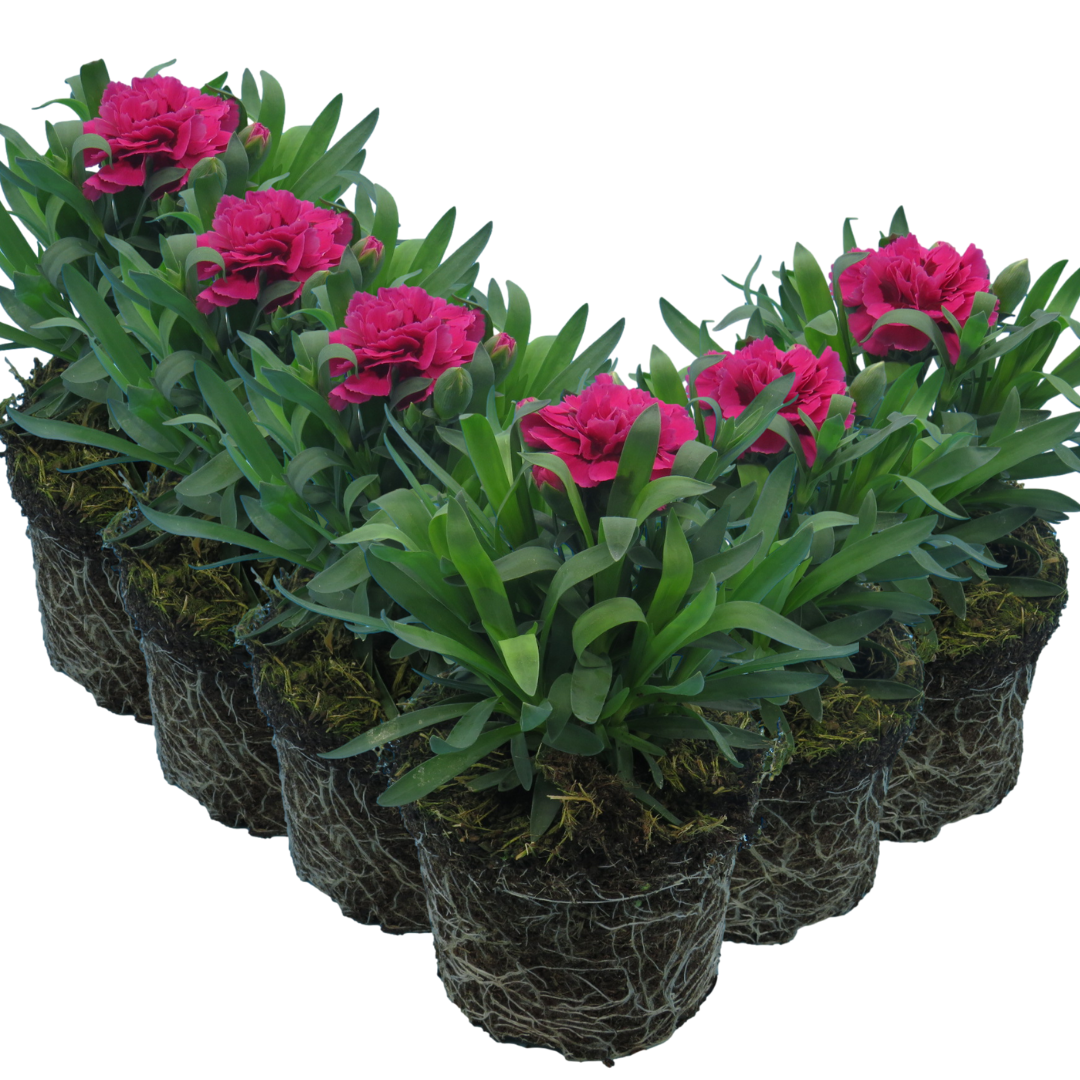Carnation ‘Oscar’ — Hardy Perennial, Bee-Friendly, 10.5cm Pot